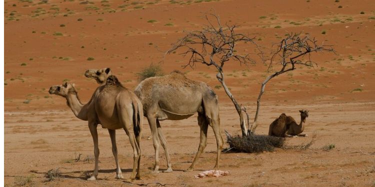 Article: Camel Brucellosis in Ethiopia: Seroprevalence  and Associated Risk Factor