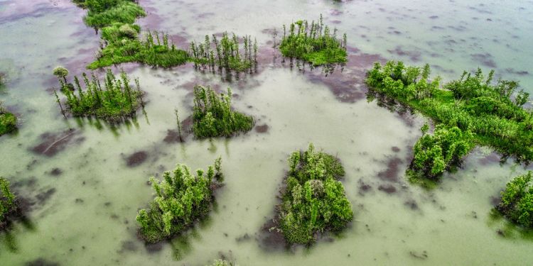 Article: Spatial misalignment of micro-environmental hazards: how containers drive mosquito risk in New Orleans
