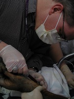 Primates-Veterinary pharmacokinetics Bioequivalence Allometry Xenobiotic analysis in biological matrixes Effects of disease or abnormal physiology on drug depletion Avermectin pharmacology and toxicology Zoological pharmacology
-Rob Hunter